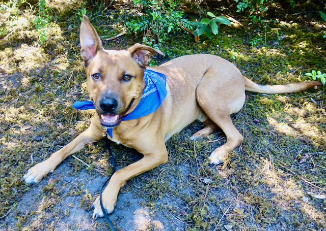 Dog for adoption Scoobie a Carolina Dog Mix in Fort Bragg CA