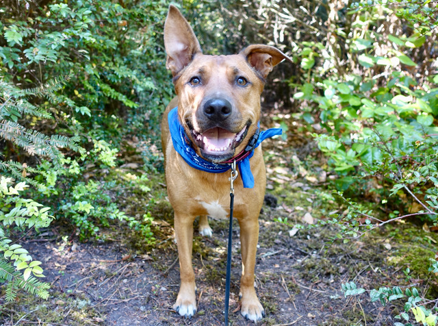 Scoobie, an adoptable Carolina Dog in Fort Bragg, CA, 95437 | Photo Image 2