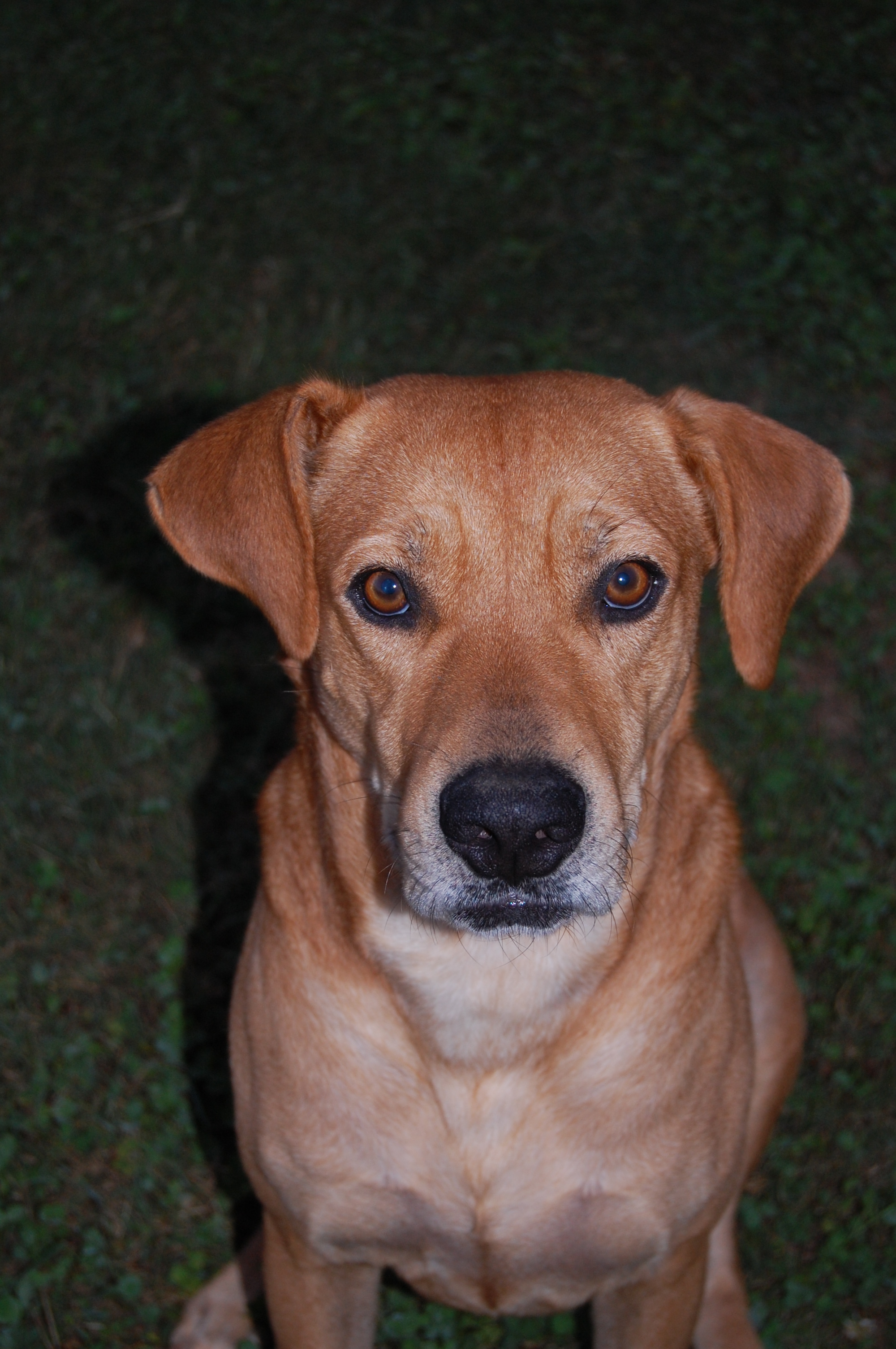 Sebastian, an adoptable Labrador Retriever, Black Mouth Cur in Walnut Cove, NC, 27052 | Photo Image 1