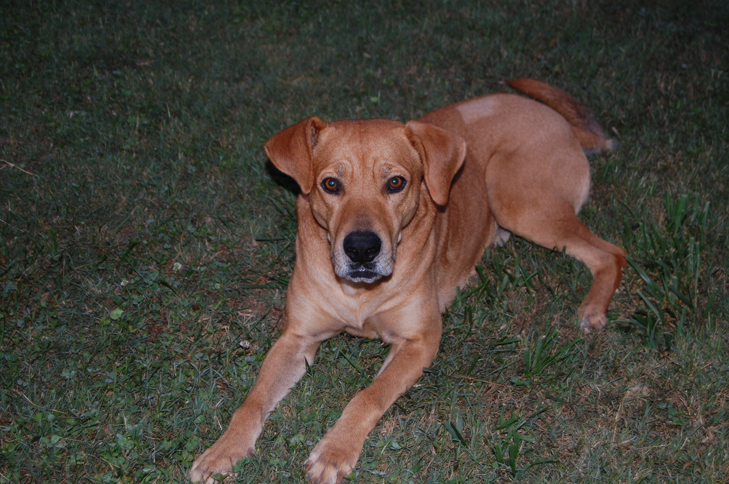 Sebastian, an adoptable Labrador Retriever, Black Mouth Cur in Walnut Cove, NC, 27052 | Photo Image 5