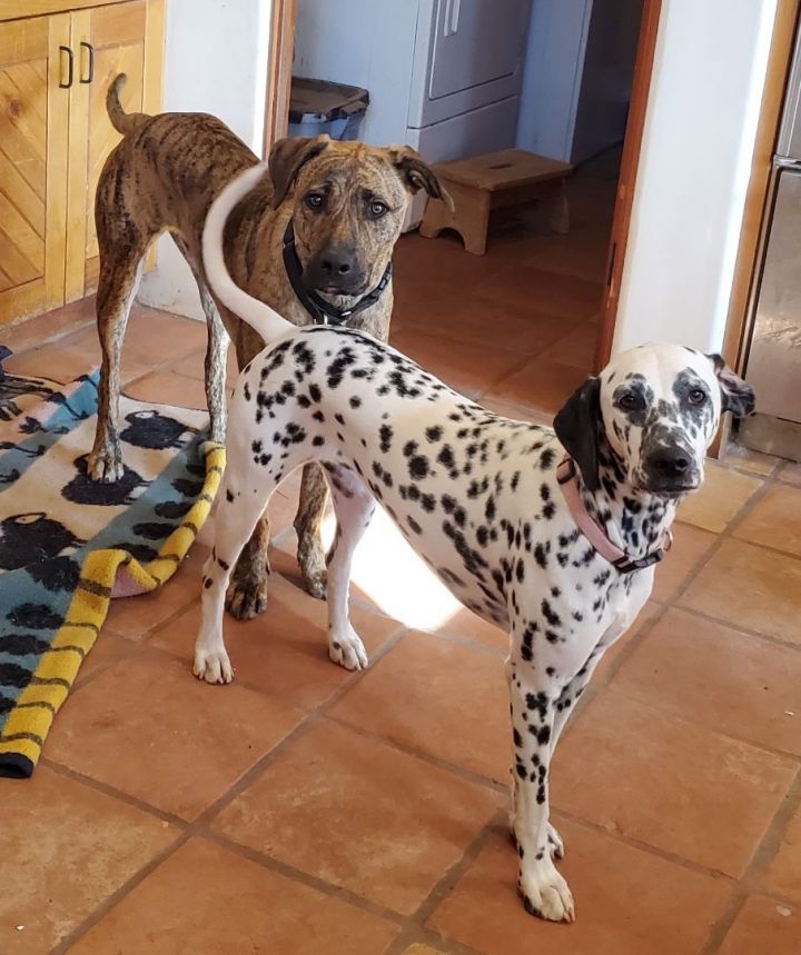 Golden retriever mix with sales dalmatian