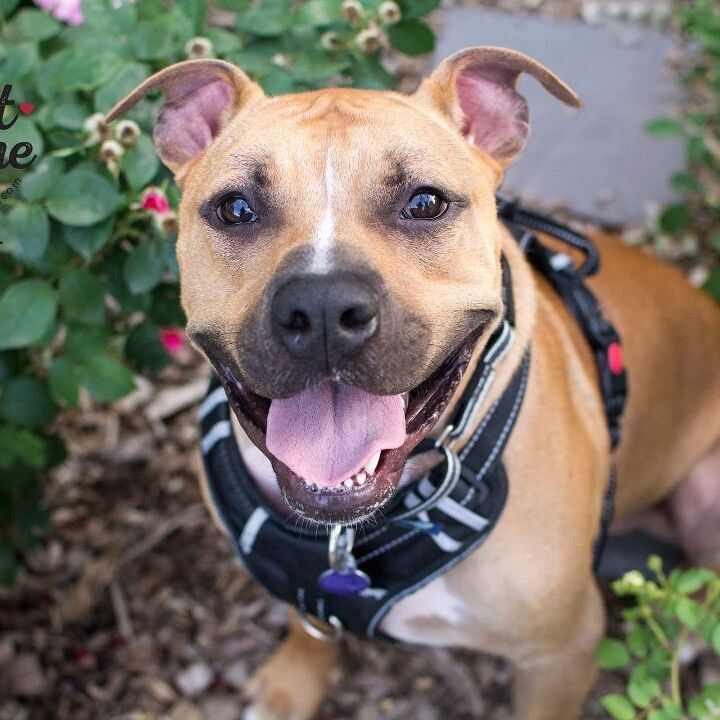 Denver, an adoptable Boxer & Pit Bull Terrier Mix in Omaha, NE_image-1