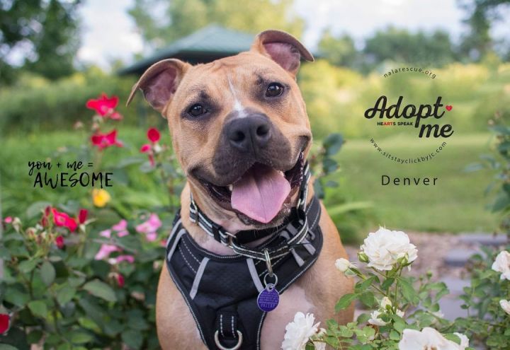 Denver, an adoptable Boxer & Pit Bull Terrier Mix in Omaha, NE_image-2