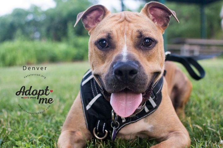 Denver, an adoptable Boxer & Pit Bull Terrier Mix in Omaha, NE_image-5