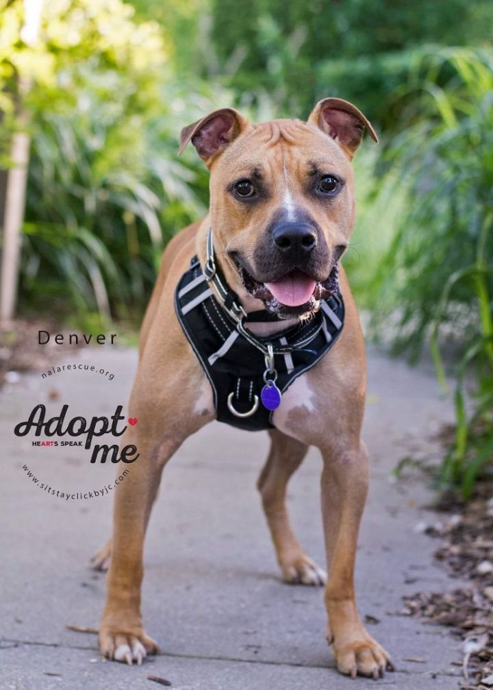 Denver, an adoptable Boxer & Pit Bull Terrier Mix in Omaha, NE_image-6