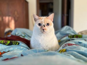 Maya Calico Cat