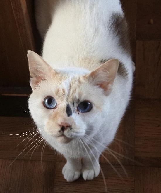 Maya, an adoptable Calico in Half Moon Bay, CA, 94019 | Photo Image 2