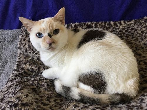 Maya, an adoptable Calico in Half Moon Bay, CA, 94019 | Photo Image 3