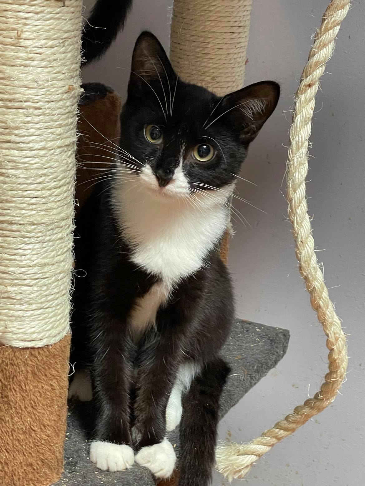 Zaiden & Zuri- BONDED PAIR, an adoptable Domestic Short Hair in Woodstock, CT, 06281 | Photo Image 2