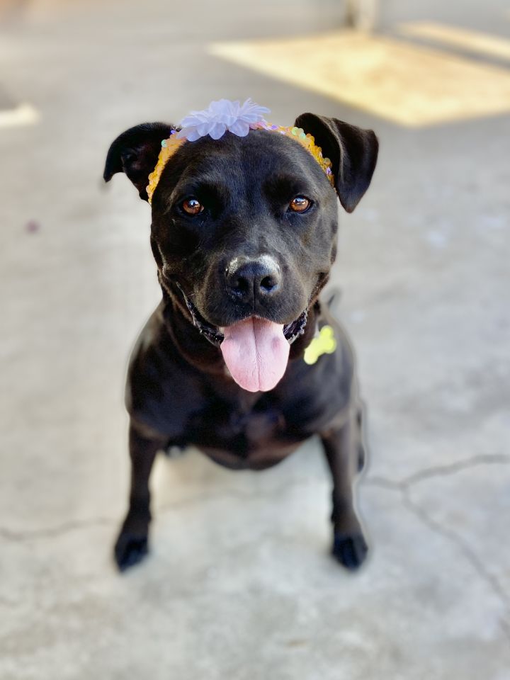 Dog For Adoption - Mina, A Pit Bull Terrier & Labrador Retriever Mix In  Pasadena, Ca | Petfinder