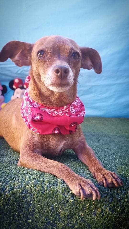 Yaniz, an adoptable Chihuahua in San Diego, CA_image-2