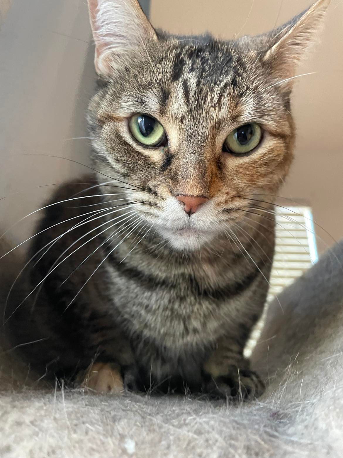 Savvy, an adoptable Tabby, Domestic Short Hair in Chandler, AZ, 85249 | Photo Image 1