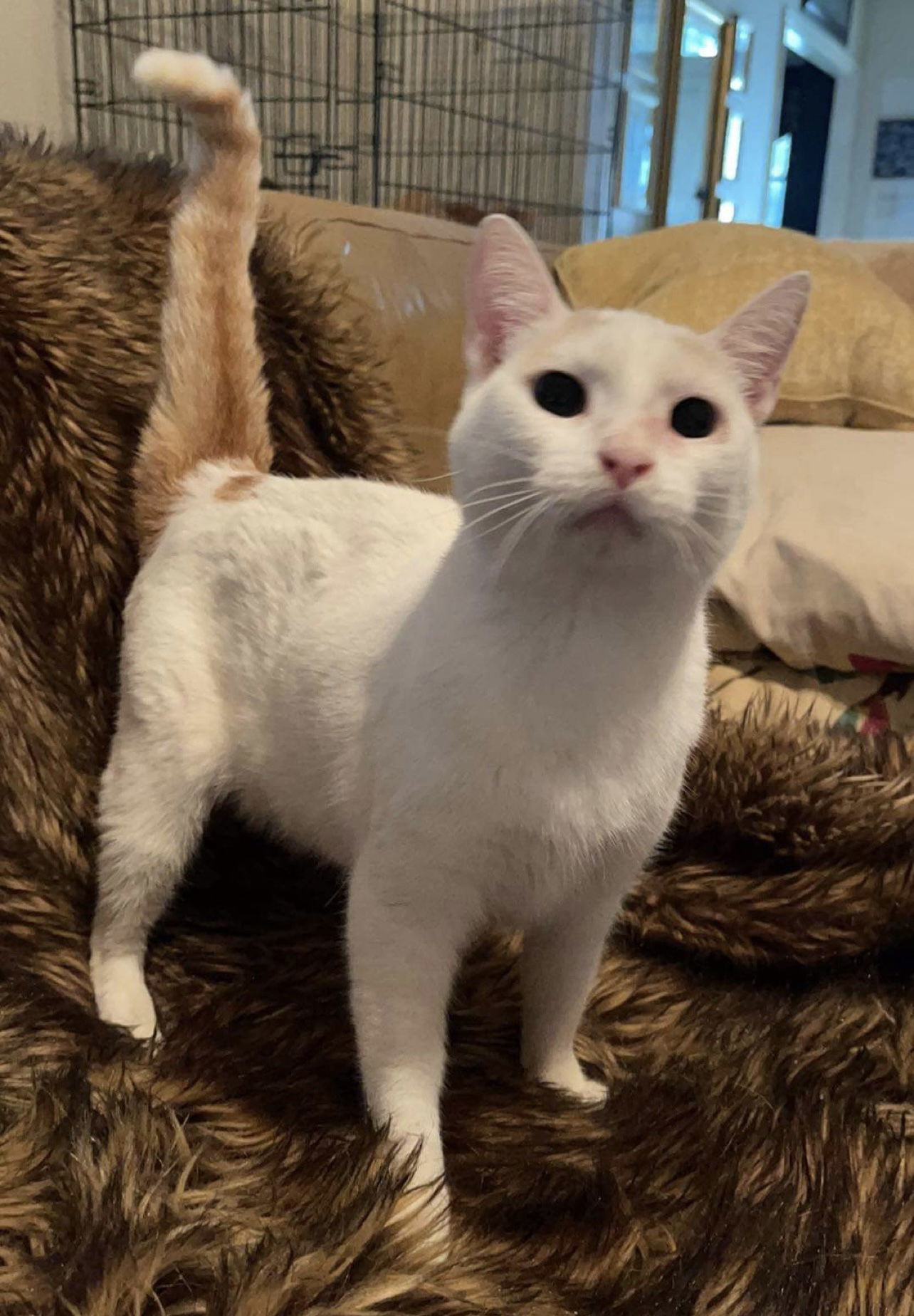 Annabelle, an adoptable Domestic Short Hair, Calico in Irving, TX, 75061 | Photo Image 1