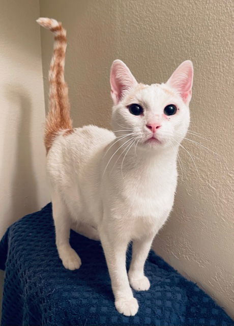 Annabelle, an adoptable Domestic Short Hair, Calico in Irving, TX, 75061 | Photo Image 3