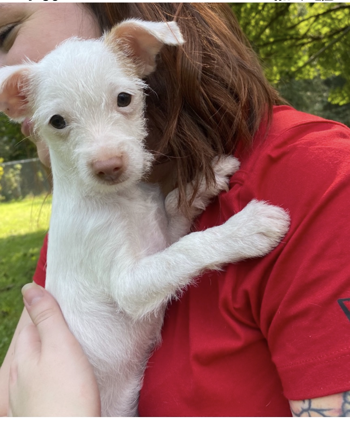 Dog For Adoption Cooper A Mixed Breed In Albion Ny Petfinder