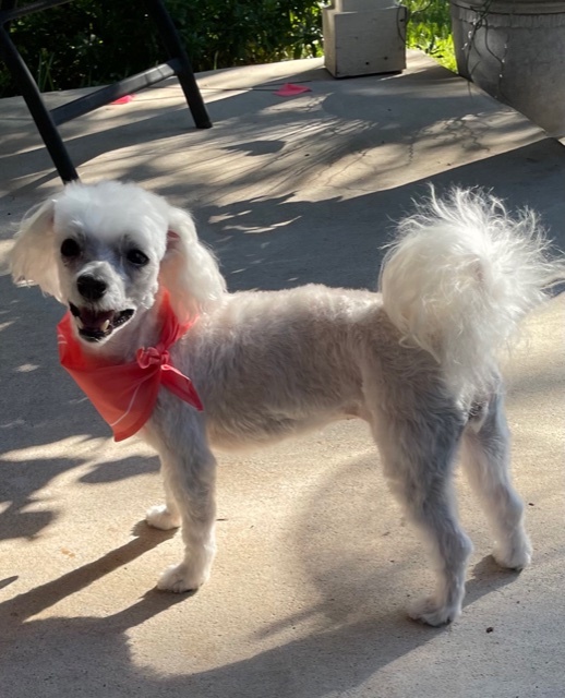 Kylie, an adopted Maltese & Poodle Mix in Austin, TX_image-2