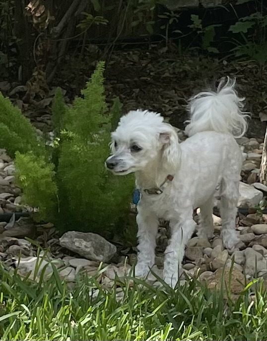 Kylie, an adopted Maltese & Poodle Mix in Austin, TX_image-1