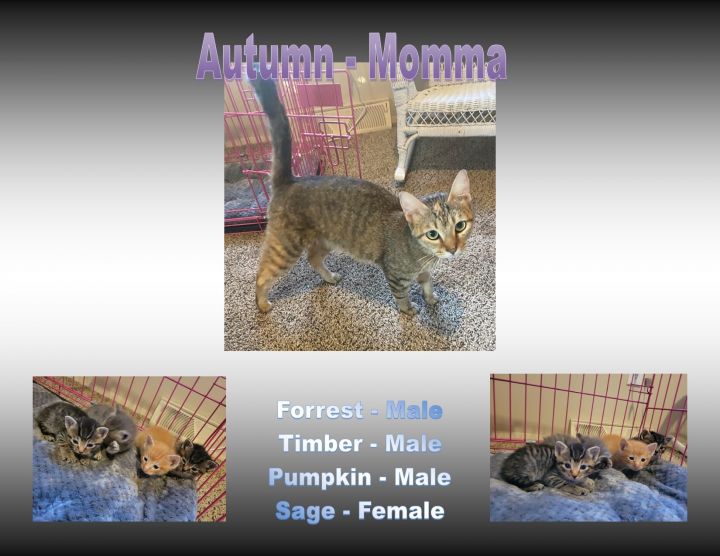 Autumn, an adopted Calico & Domestic Short Hair Mix in Kansas City, MO_image-3