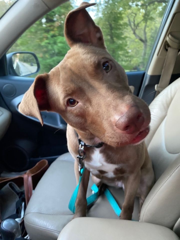 June, an adoptable Vizsla & Pit Bull Terrier Mix in Kansas City, MO_image-3
