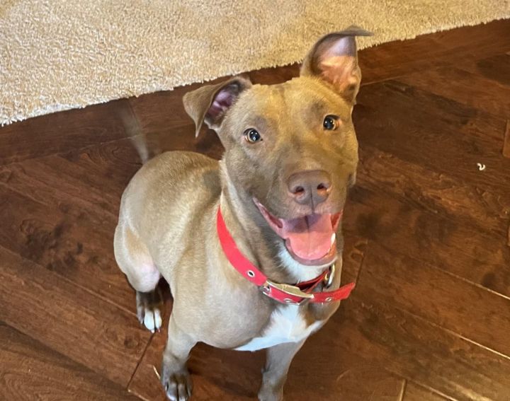 June, an adoptable Vizsla & Pit Bull Terrier Mix in Kansas City, MO_image-4