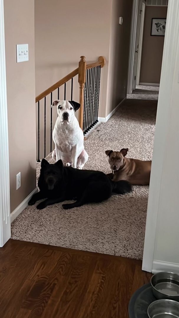 June, an adoptable Weimaraner & Pit Bull Terrier Mix in Kansas City, MO_image-5