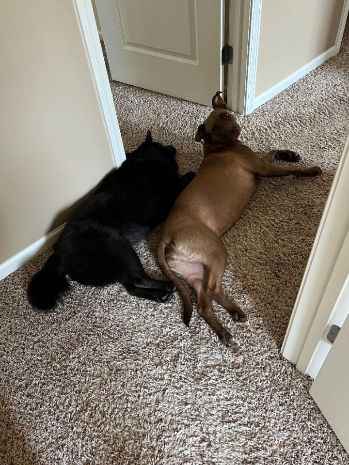 June, an adoptable Vizsla & Pit Bull Terrier Mix in Kansas City, MO_image-6