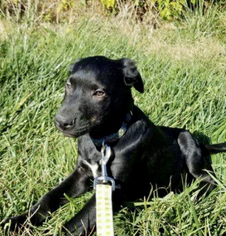 Jason, an adopted Labrador Retriever & Shepherd Mix in Omaha, NE_image-4
