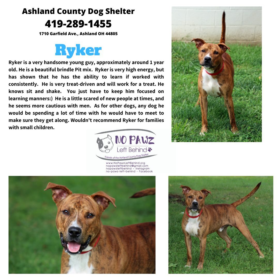 Ryker, an adoptable Rhodesian Ridgeback in Ashland, OH, 44805 | Photo Image 5