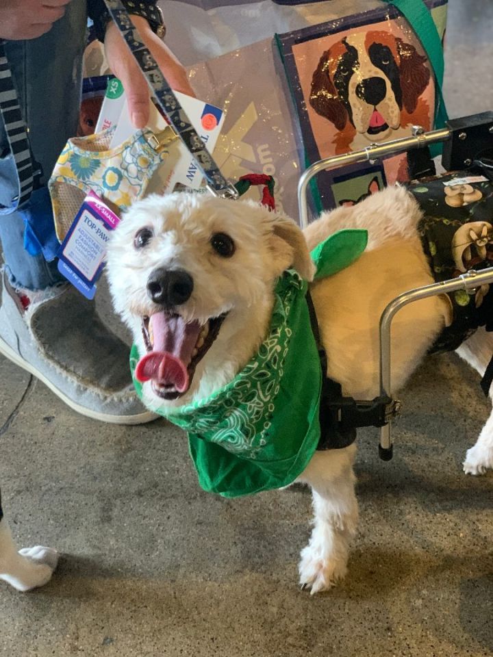 Owen, an adoptable Terrier Mix in Minneapolis, MN_image-2