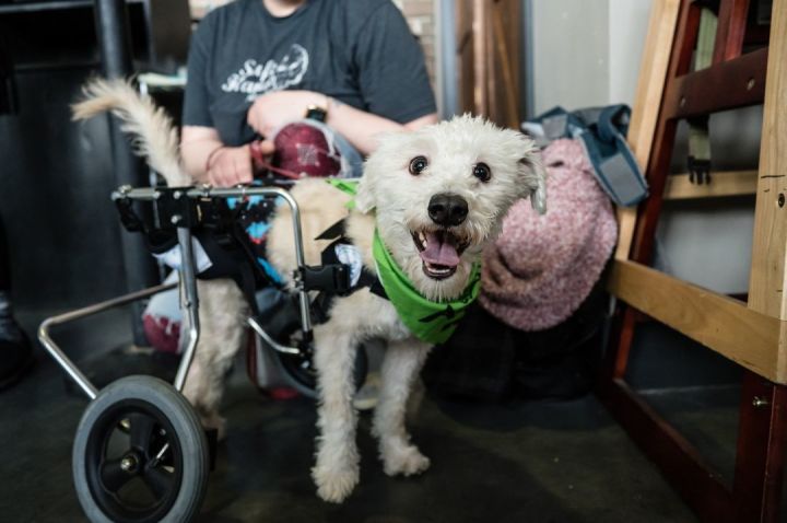 Owen, an adoptable Terrier Mix in Minneapolis, MN_image-3