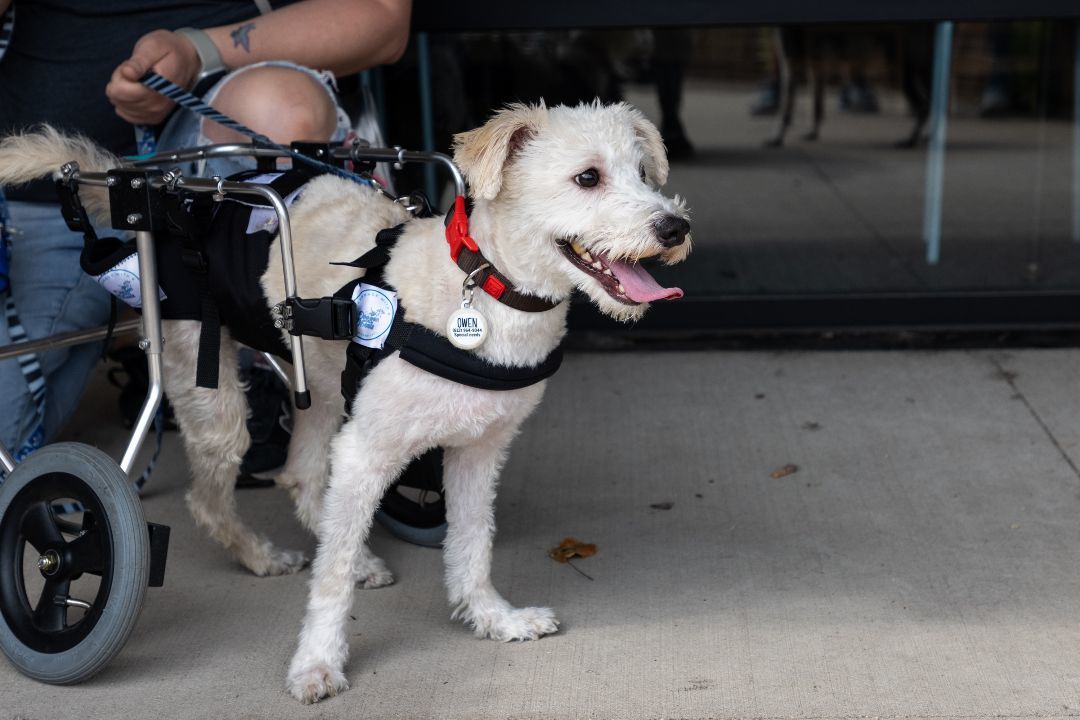 Owen, an adoptable Terrier, Mixed Breed in Minneapolis, MN, 55407 | Photo Image 3