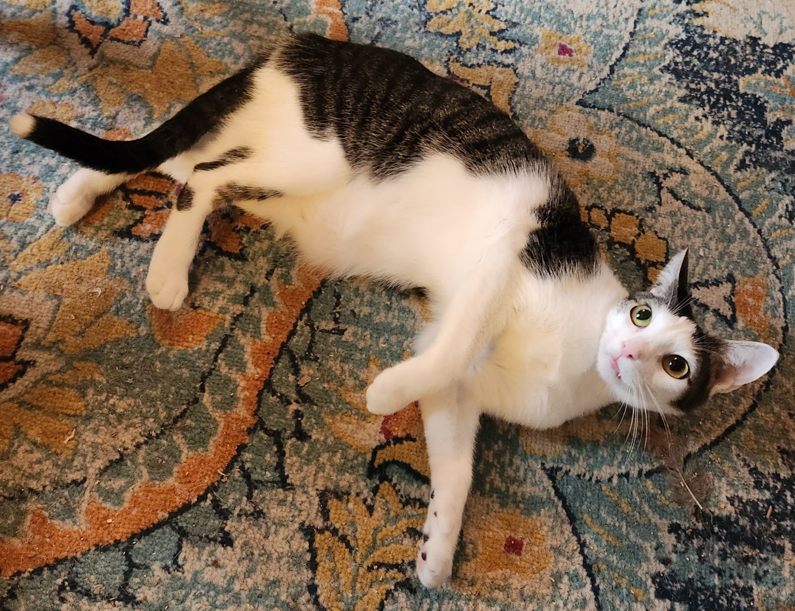 Dandy, an adoptable Domestic Short Hair in Winter Garden, FL, 34787 | Photo Image 1