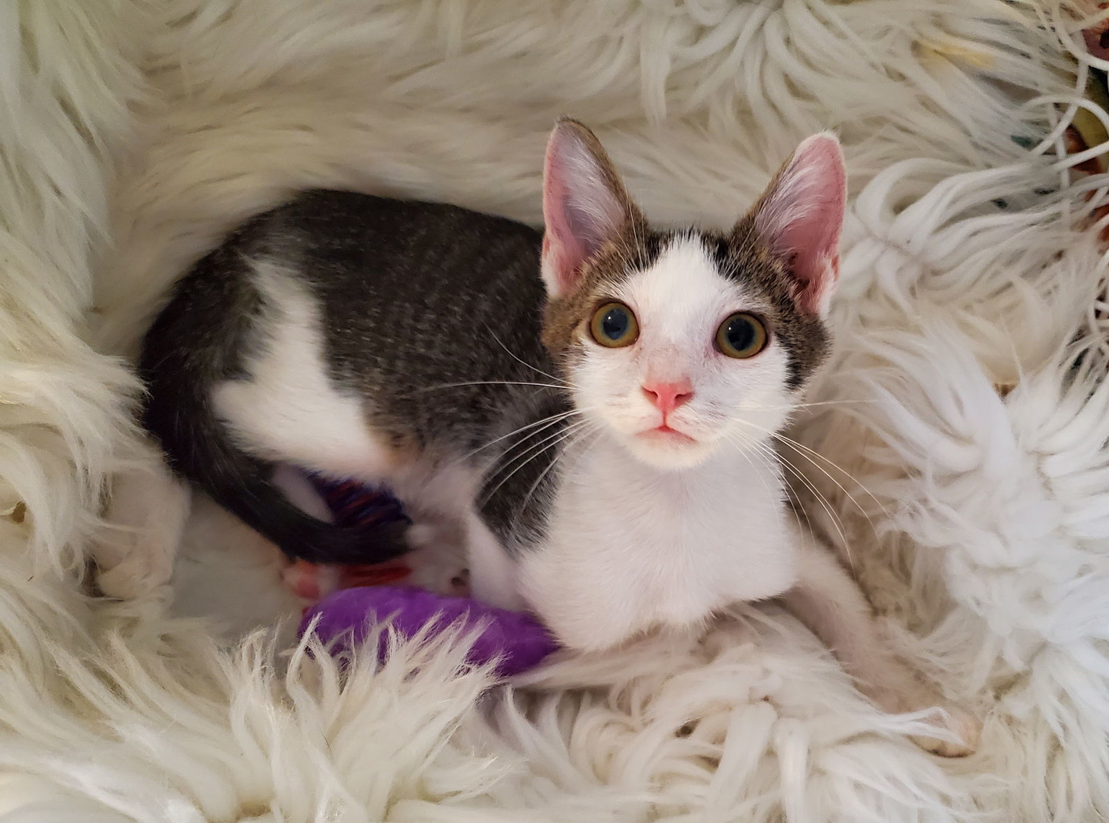 Dandy, an adoptable Domestic Short Hair in Winter Garden, FL, 34787 | Photo Image 2