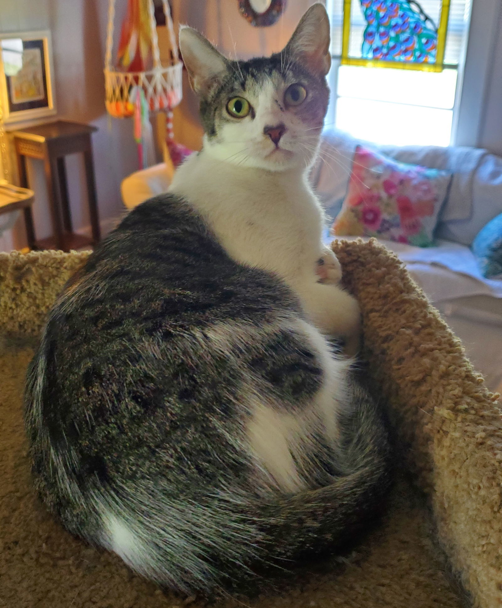 Martha, an adoptable Domestic Short Hair in Winter Garden, FL, 34787 | Photo Image 1