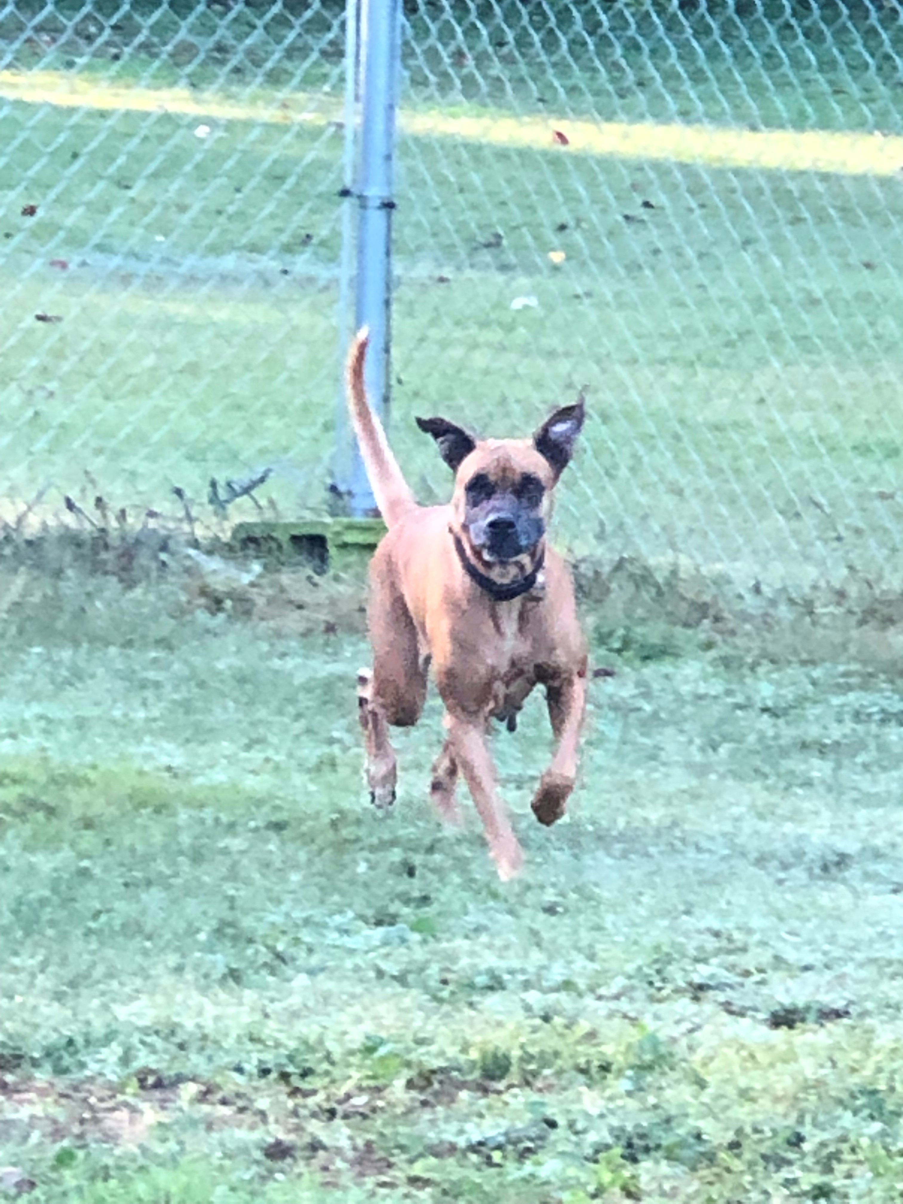 dee, an adoptable Boxer in Willard, NC, 28478 | Photo Image 3