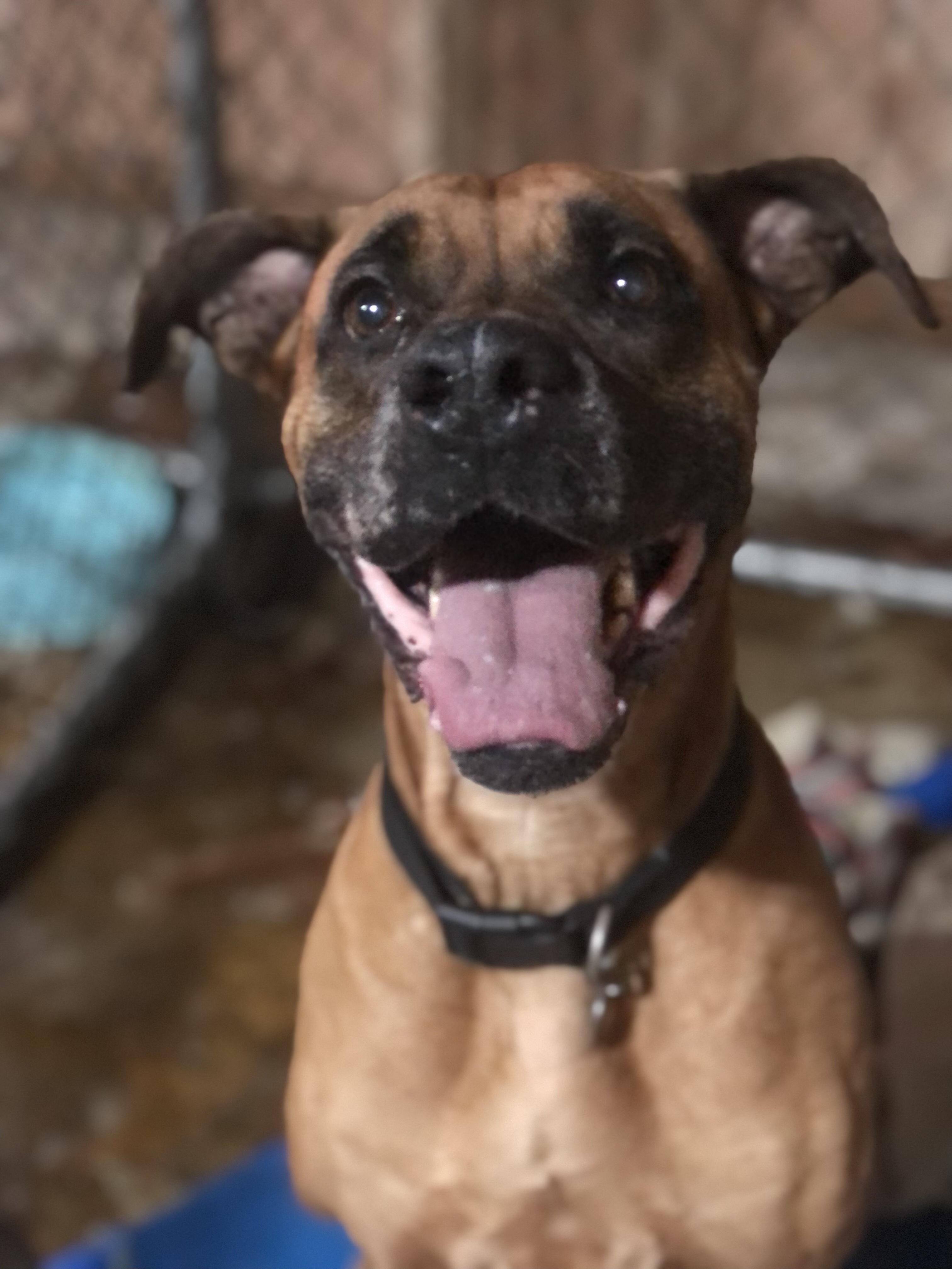 dee, an adoptable Boxer in Willard, NC, 28478 | Photo Image 5