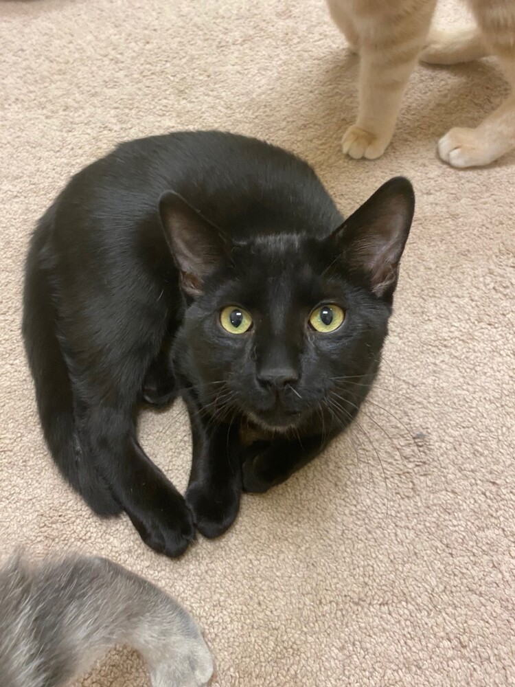 Clark, an adoptable Domestic Short Hair in Greene, NY, 13778 | Photo Image 1