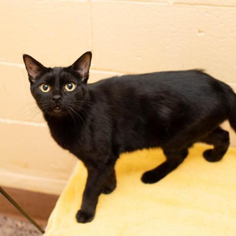 Bruce, an adoptable Domestic Short Hair in Los Angeles, CA, 90016 | Photo Image 1