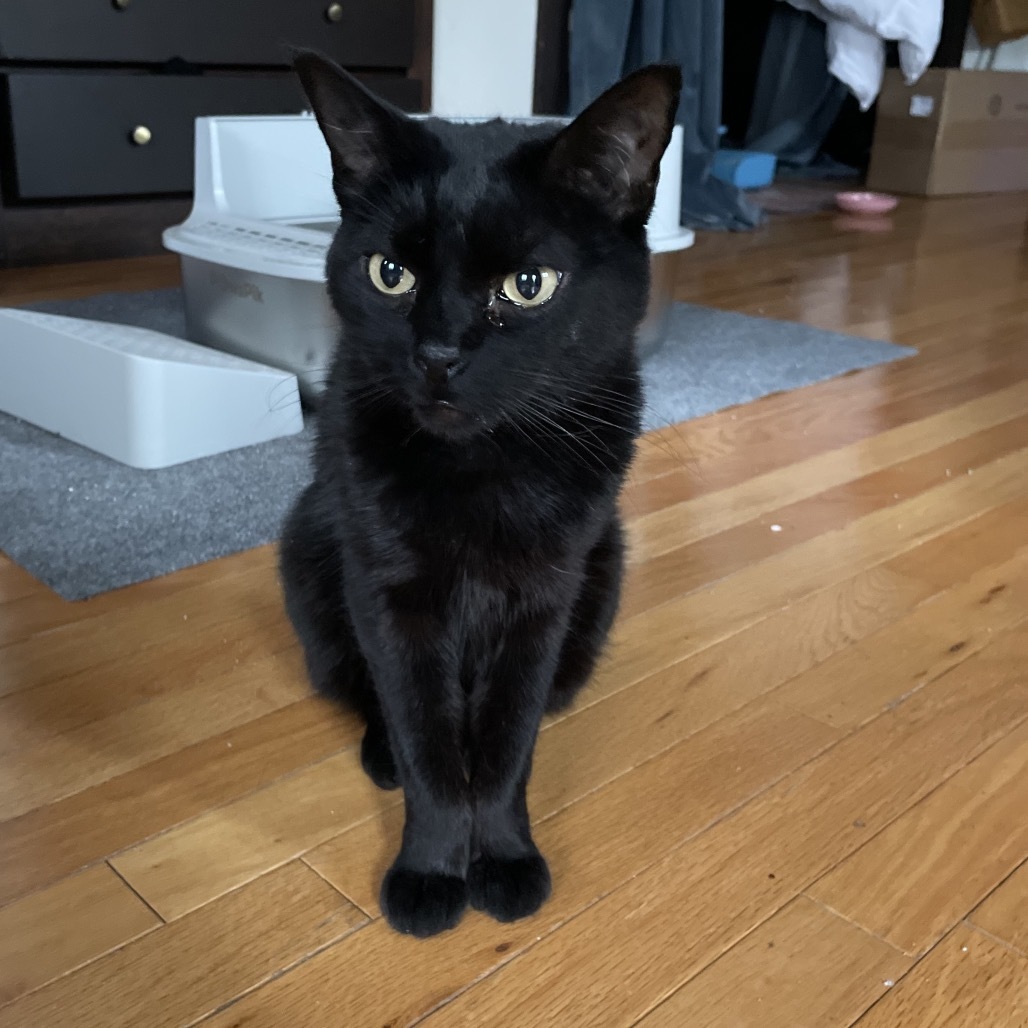 Bruce, an adoptable Domestic Short Hair in Los Angeles, CA, 90016 | Photo Image 1