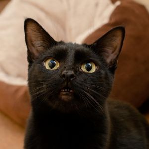 HiIm Bruce Im looking for a calm quiet forever home I need someone who will be patient with me
