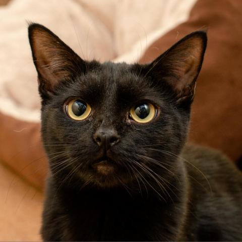 Bruce, an adoptable Domestic Short Hair in Los Angeles, CA, 90016 | Photo Image 2