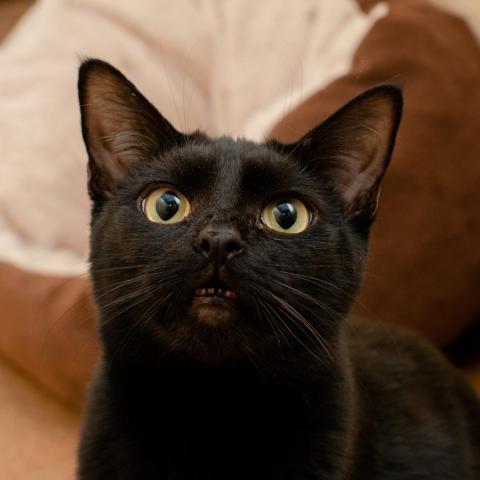 Bruce, an adoptable Domestic Short Hair in Los Angeles, CA, 90016 | Photo Image 3