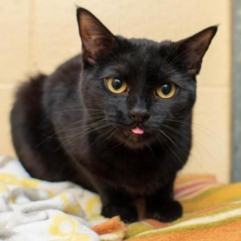 Bruce, an adoptable Domestic Short Hair in Los Angeles, CA, 90016 | Photo Image 4