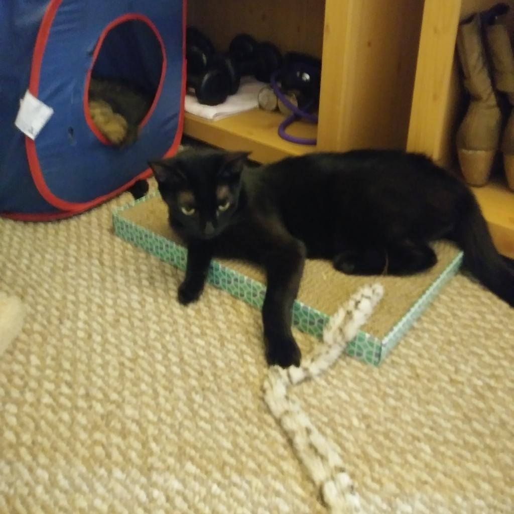 Bruce, an adoptable Domestic Short Hair in Los Angeles, CA, 90016 | Photo Image 4