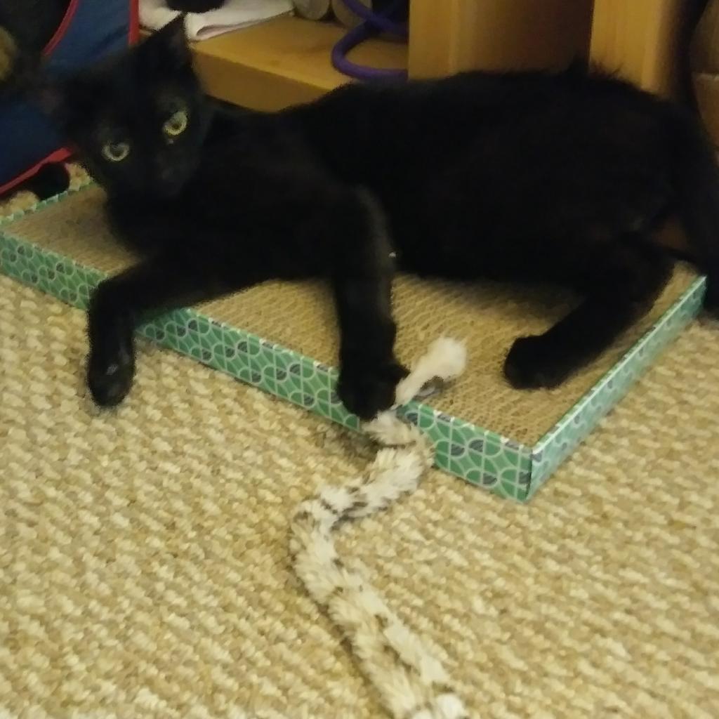 Bruce, an adoptable Domestic Short Hair in Los Angeles, CA, 90016 | Photo Image 4