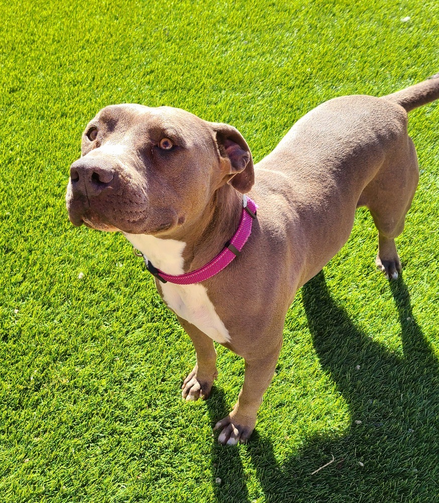 Miles, an adoptable American Staffordshire Terrier in Colorado Springs, CO, 80920 | Photo Image 5
