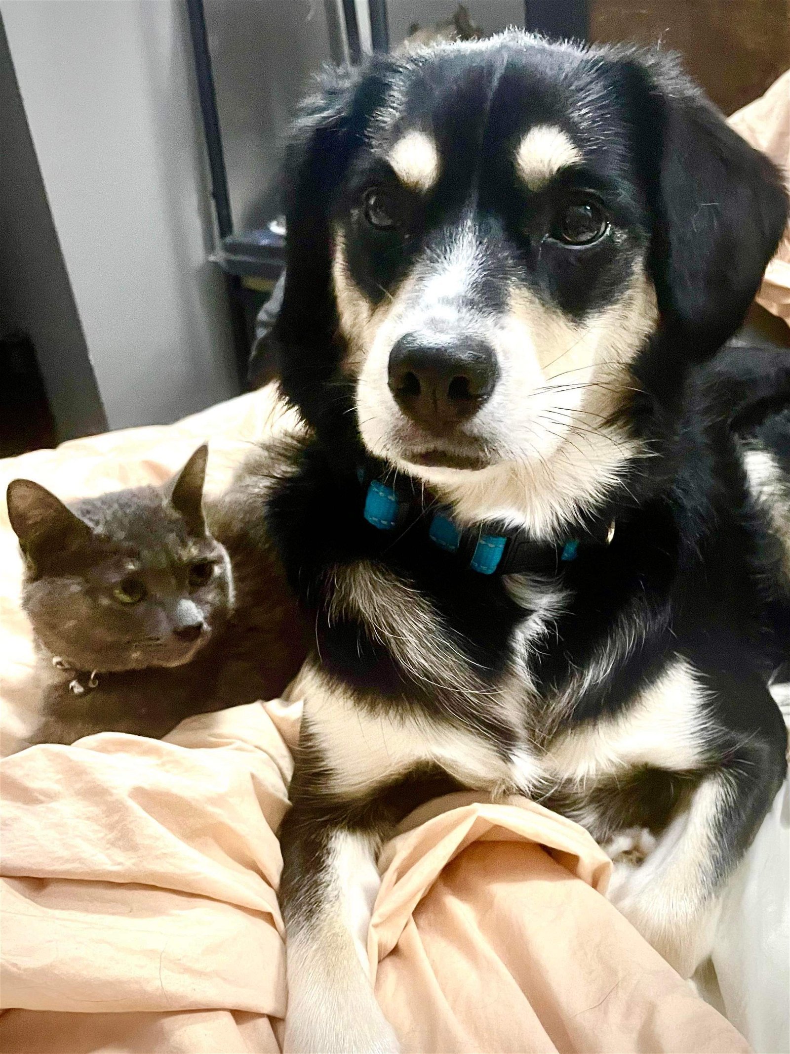 are husky lab mix good with cats