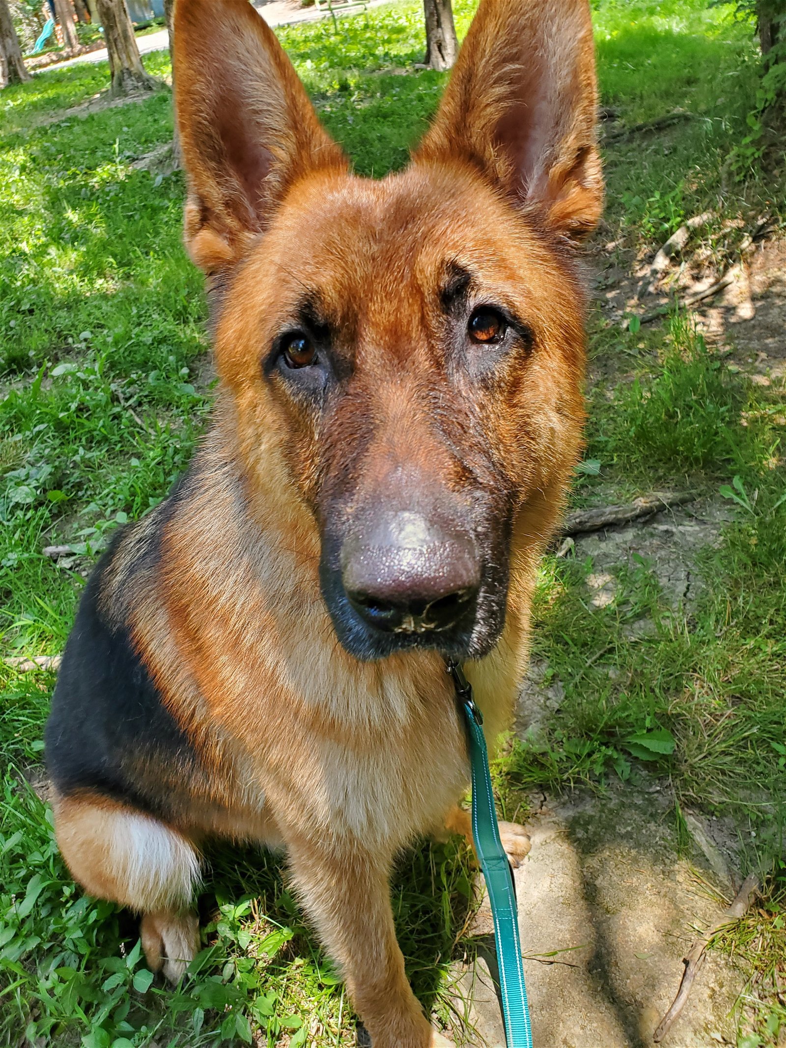 Hansel, an adoptable German Shepherd Dog in Louisville, KY, 40243 | Photo Image 1