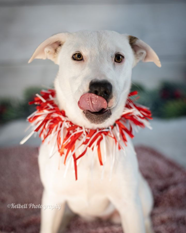 Frost, an adopted Labrador Retriever Mix in Newcastle, OK_image-5