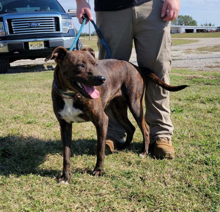 Anabelle, an adoptable American Staffordshire Terrier Mix in Newcastle, OK_image-2